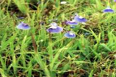 Utricularia reticulata